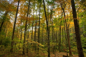 Gregory Bald hike, Great Smoky Mountains, NC