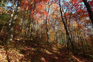 Gregory Bald hike, Great Smoky Mountains, NC