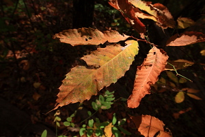 Gregory Bald hike, Great Smoky Mountains, NC