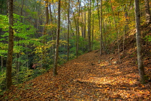 Gregory Bald hike, Great Smoky Mountains, NC