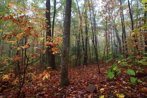 Gregory Bald hike, Great Smoky Mountains, NC