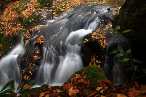 Gregory Bald hike, Great Smoky Mountains, NC