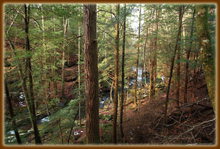 Grundy Forest State Natural Area