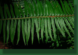 sword fern leaf