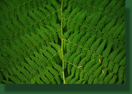 chain fern leaf