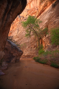 Hackberry Canyon