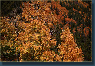 Fall aspen color