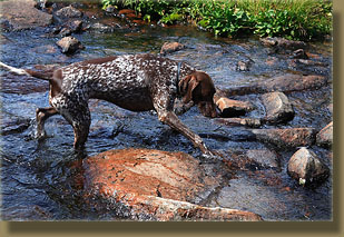 Makenzie splashes across the creek