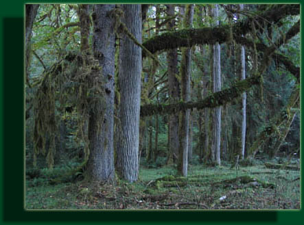 Hoh River Trail