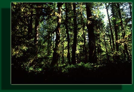 Hoh River Trail