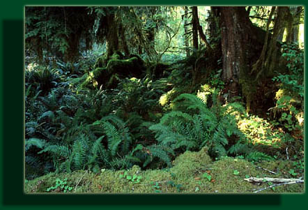 Hoh River Trail