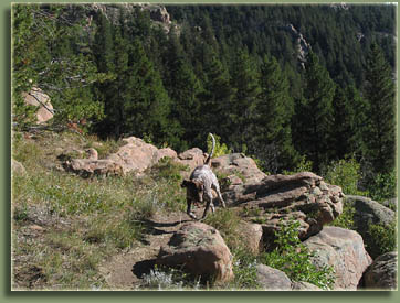 Makenzie chugs up the hill