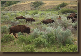 bison on the Jones Creek Trail