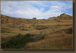 wild horses on the Jones Creek Trail