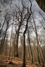 Joyce Kilmer Memorial Grove, NC