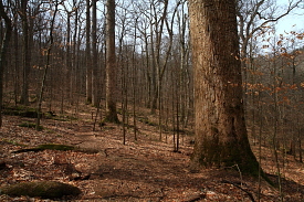 Joyce Kilmer Memorial Grove, NC