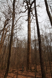 Joyce Kilmer Memorial Grove, NC