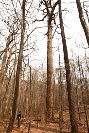 Joyce Kilmer Memorial Grove, NC