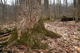 Joyce Kilmer Memorial Grove, NC