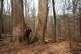 Joyce Kilmer Memorial Grove, NC