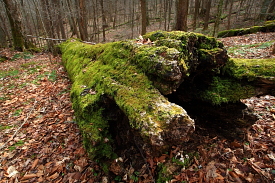 Joyce Kilmer Memorial Grove, NC