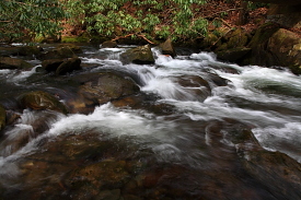 Joyce Kilmer Memorial Grove, NC