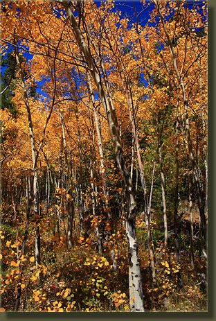 Fall turns the aspen leaves gold in Rocky Mountain National Park