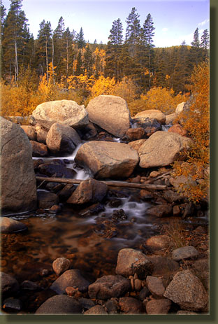 Willows and aspen sport fall colors along Roaring River