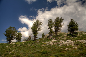 Stalwart limber pines onthe dry slopes
