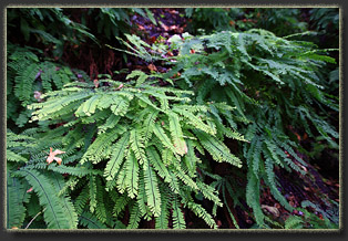 Lost Coast, California