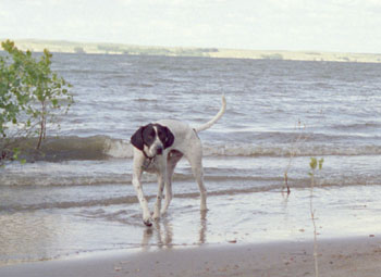 Frank awaits the frisbee