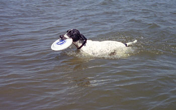 Frank takes frisbee retrieving to the aquatic dimension at Lake McConaughy