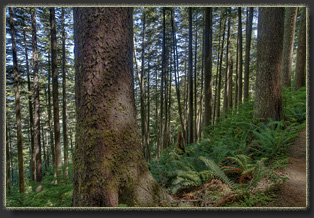 Hiking Mt Neahkahnie in Oswald West State Park, OR