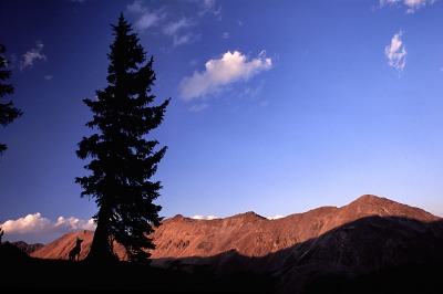 Frank stakes out a spruce with a squirrel in it at sunset