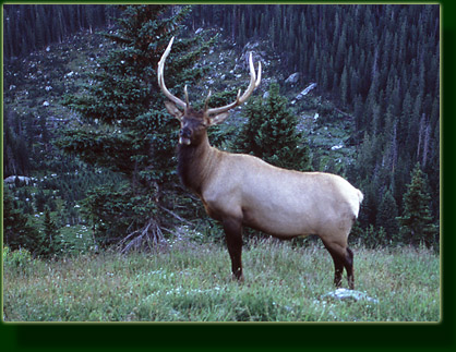 The elk who didn't walk away, Rocky Mountain National Park