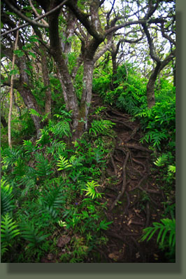 Steep section of Olomana Trail