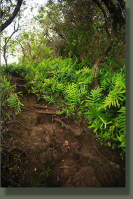 More steepness on the Olomana Trail