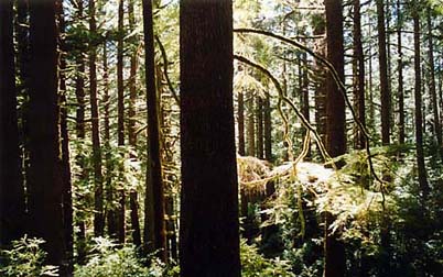 Cummins Creek Wilderness, Oregon