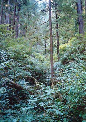 Cummins Creek Wilderness, Oregon