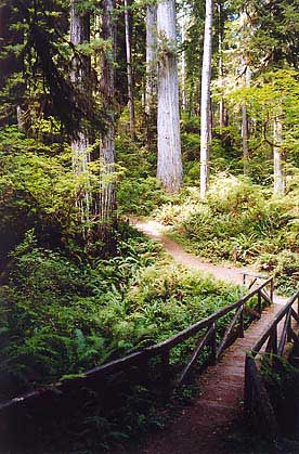 A bridge crosses a fern-filled gulley in the Redwoods
