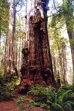 Redwood tree