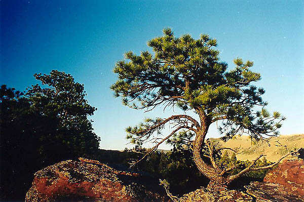 Near the rim of Canyon of Lodore, Utah