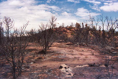 After the escaped prescribed burn, September 2001