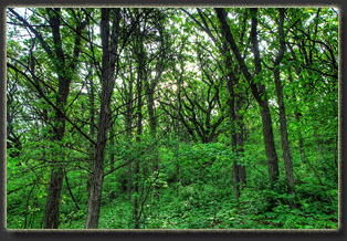 Preparation Canyon State Park