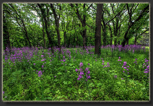 Preparation Canyon State Park