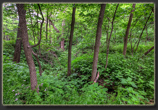 Preparation Canyon State Park