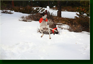 Henry getting air on a leap for a snowball