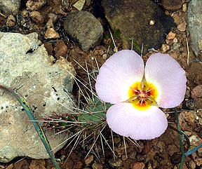 Sego Lily and Prickly Pear Cactus