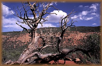 A very photogenic tree in Big Dominguez Canyon