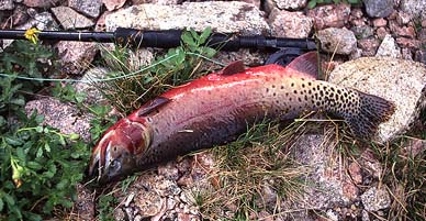Big trout. Cutthroat? Cutbow? Just not sure.